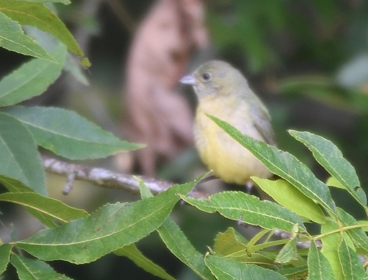Painted Bunting - ML638584323