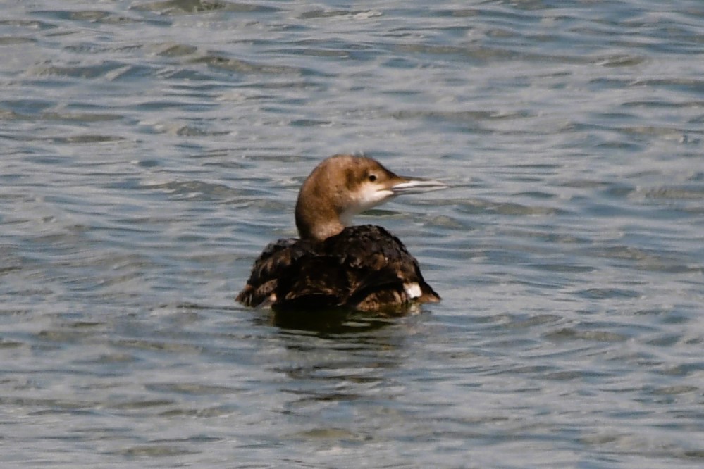 Common Loon - ML638584324