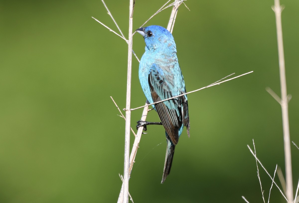 Indigo Bunting - ML638584325