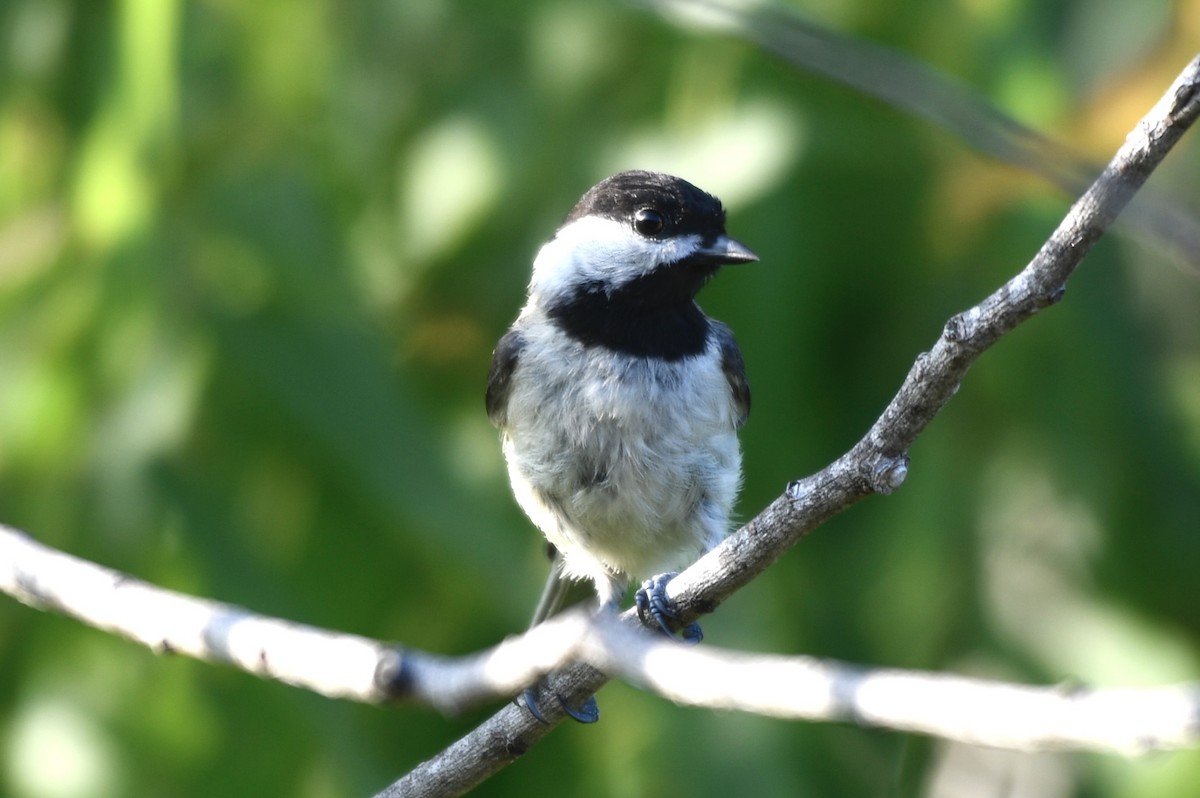 Carolina Chickadee - ML638584327