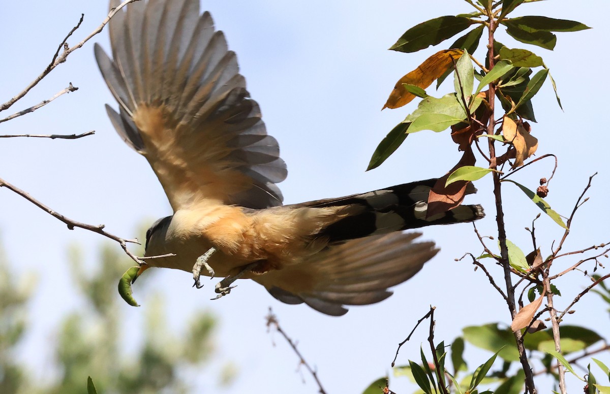 Mangrove Cuckoo - ML638584342