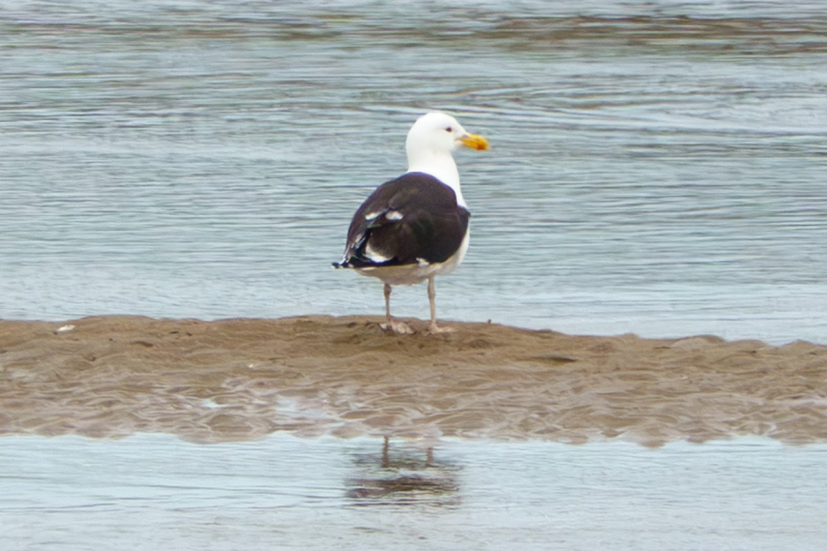 Great Black-backed Gull - ML638584362