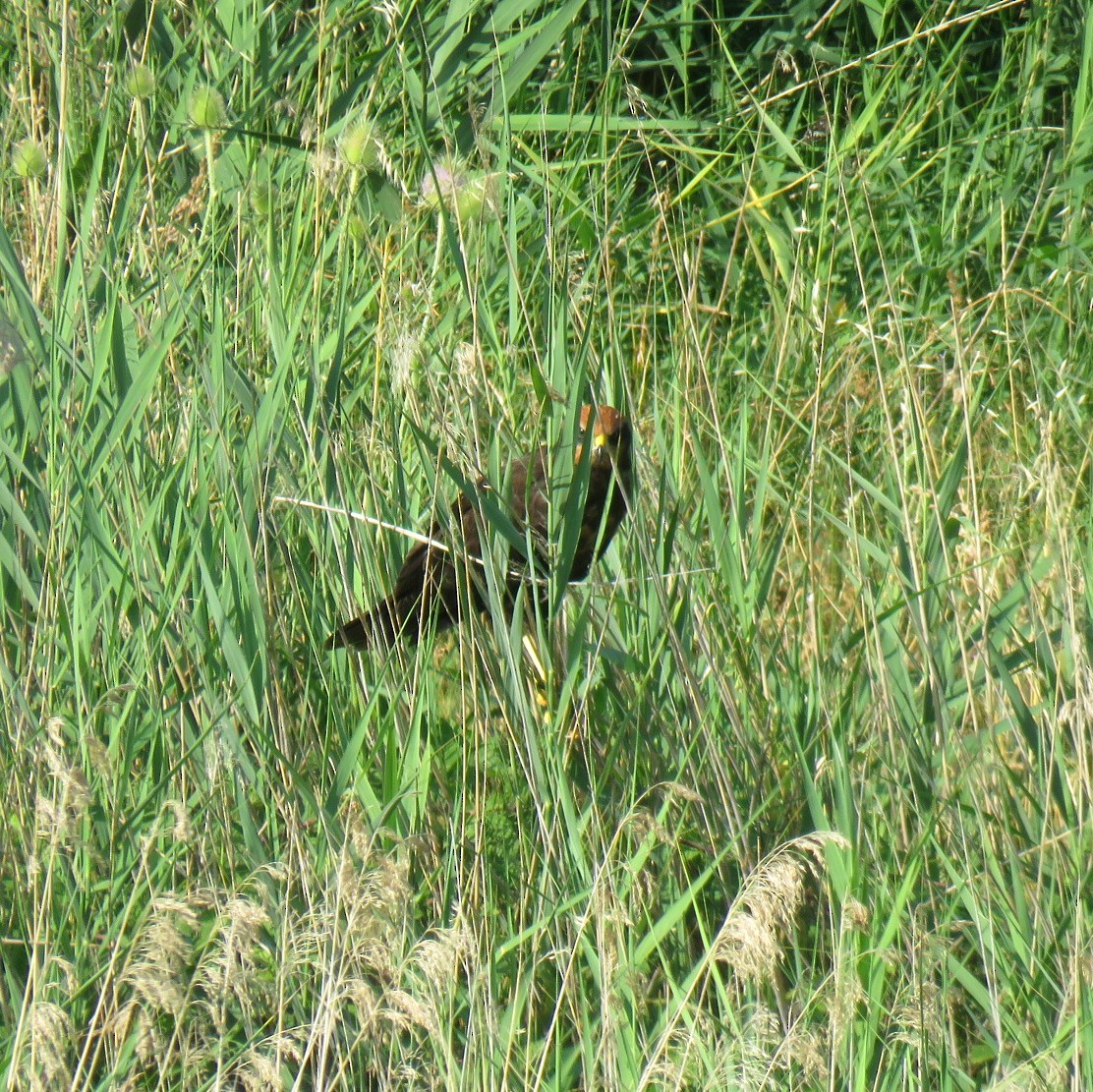 Falco di palude - ML638584367
