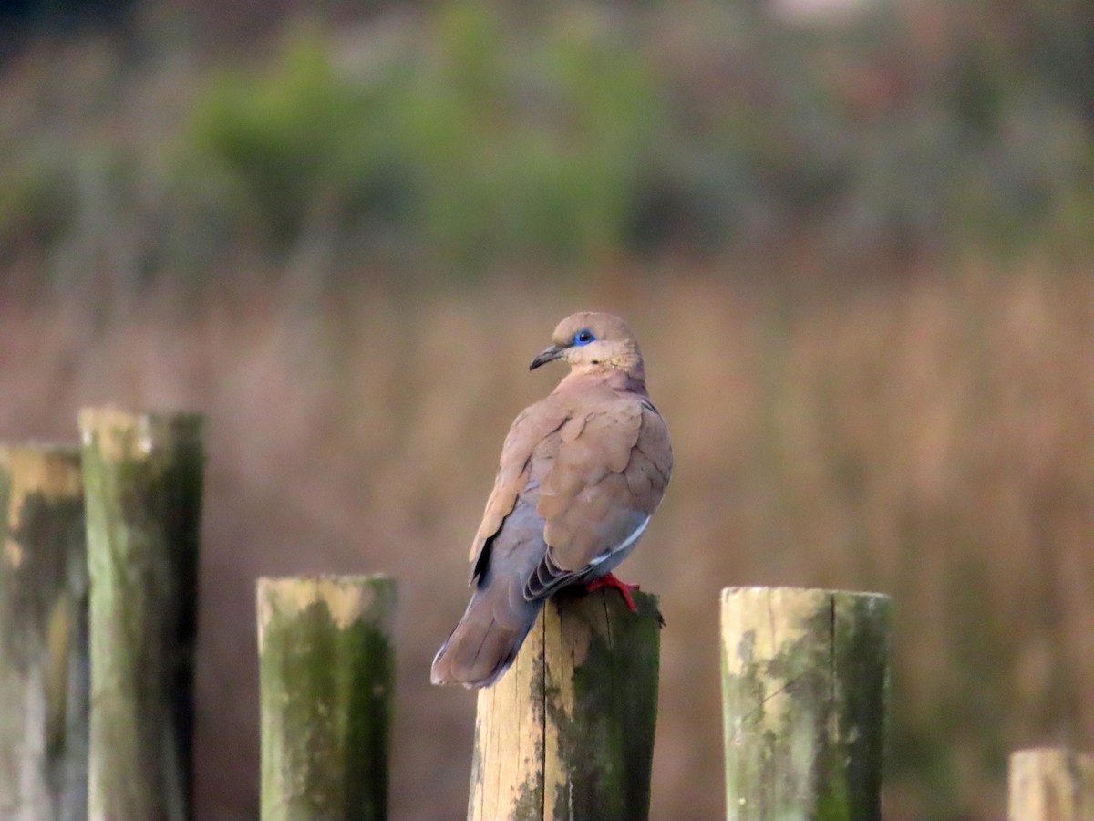 West Peruvian Dove - ML638584369