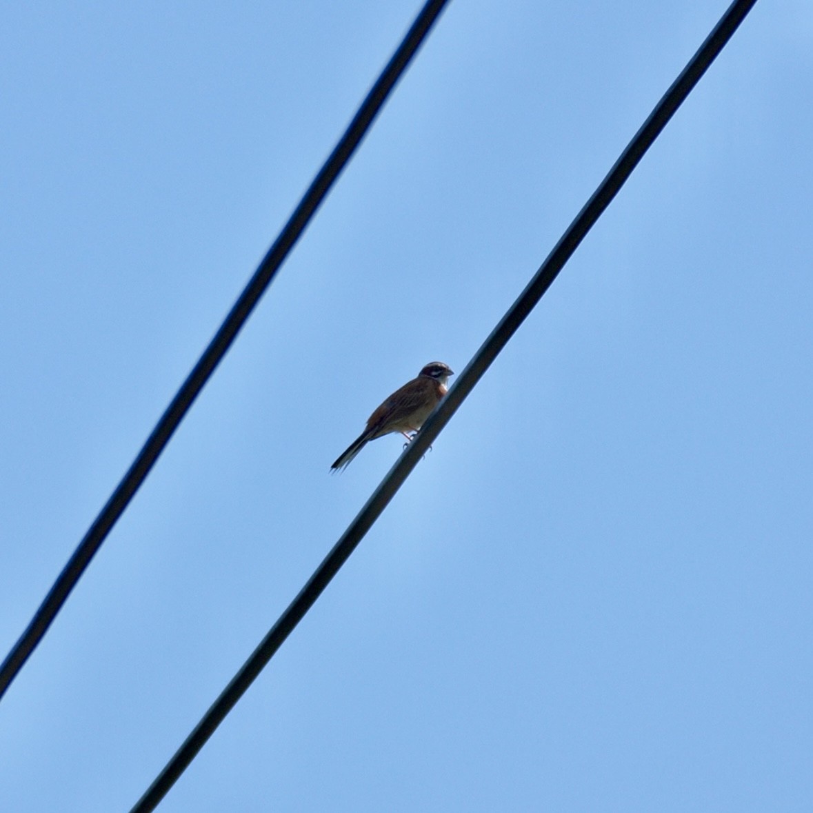 Meadow Bunting - ML638584381