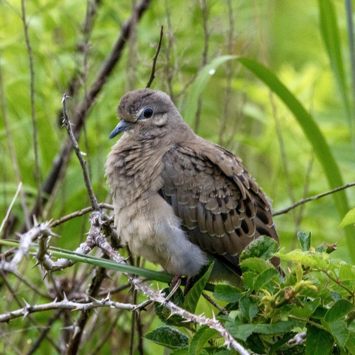 Mourning Dove - ML638584382
