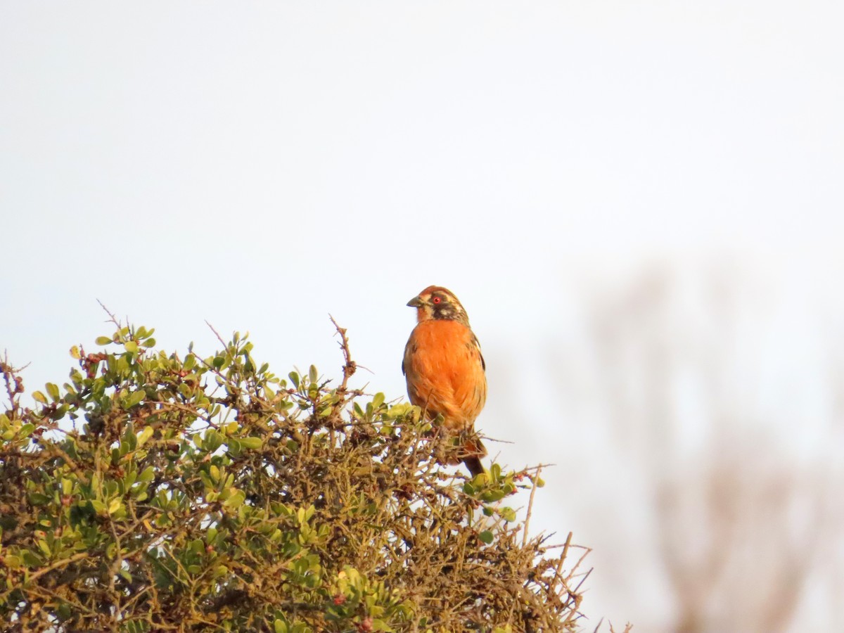 Rufous-tailed Plantcutter - ML638584383