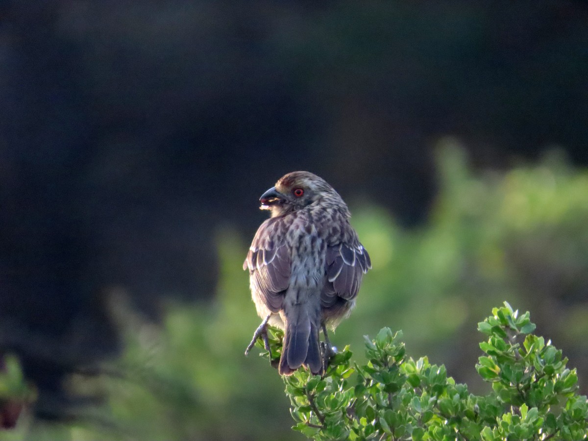 Rufous-tailed Plantcutter - ML638584384