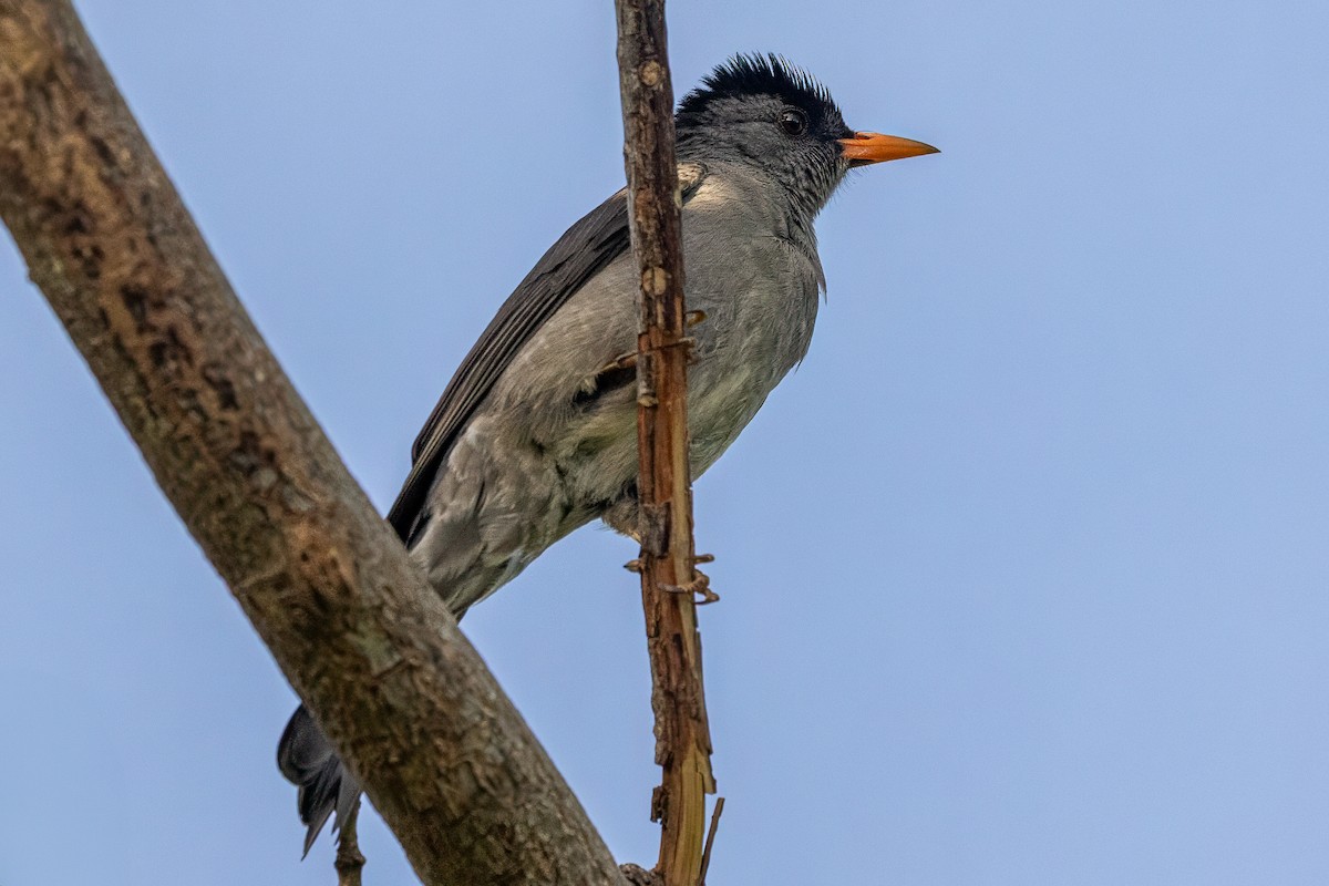 Malagasy Bulbul - ML638584389