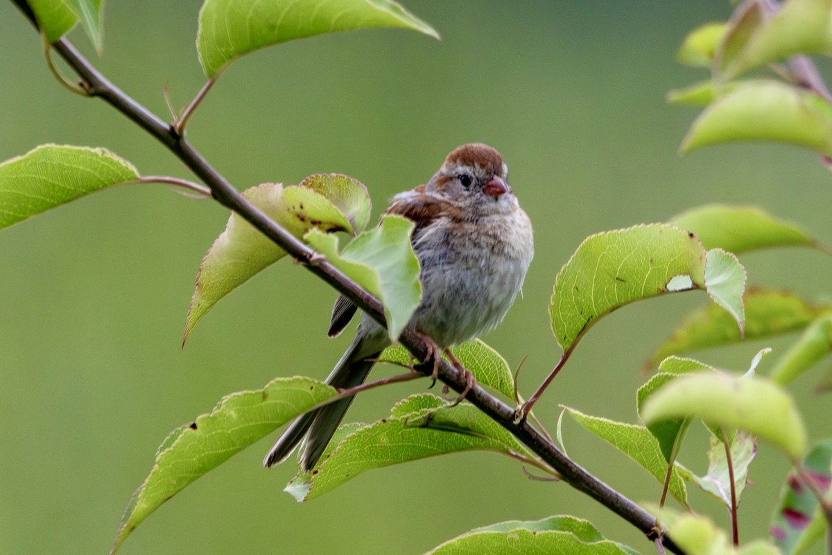 Field Sparrow - ML638584391