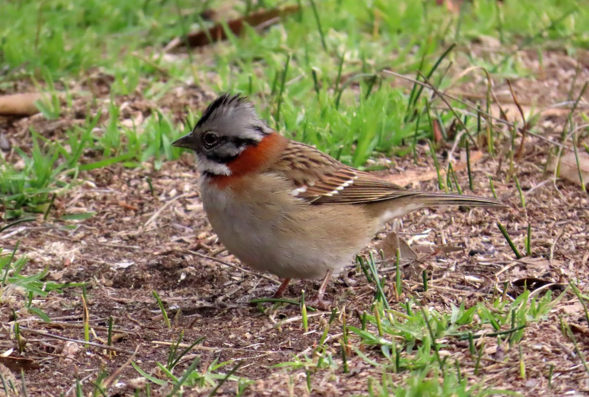 Rufous-collared Sparrow - ML638584392