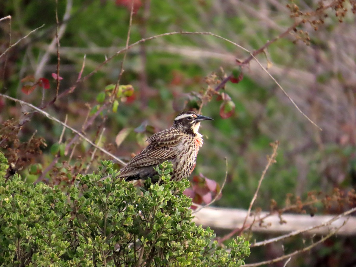 Long-tailed Meadowlark - ML638584394