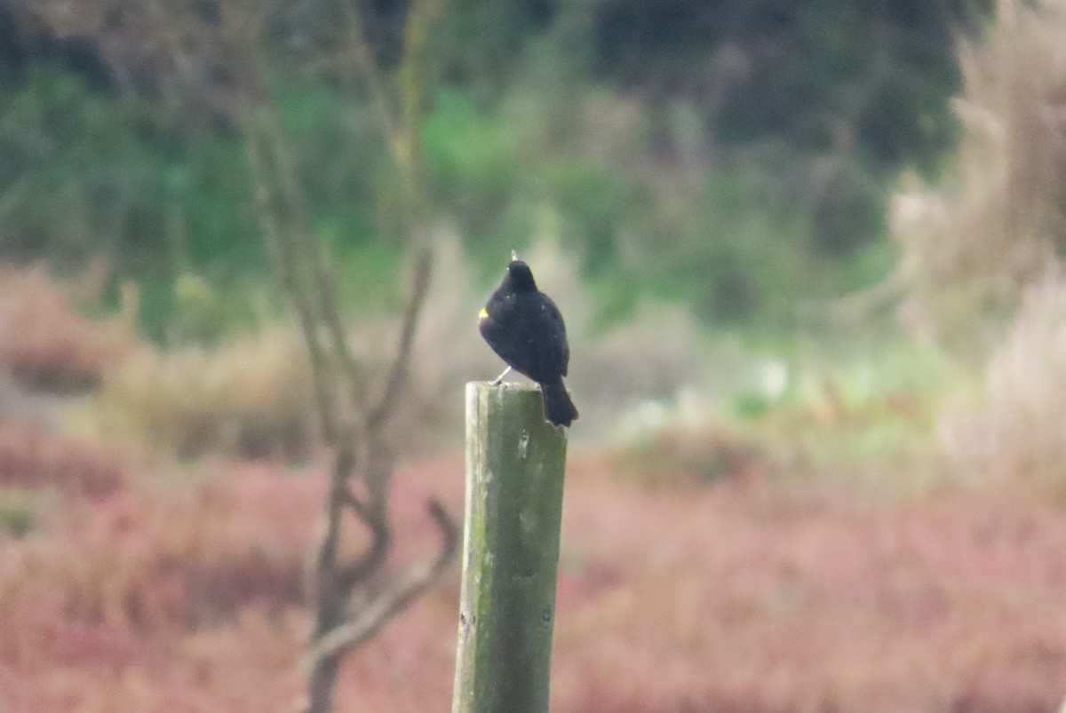 Yellow-winged Blackbird - ML638584402