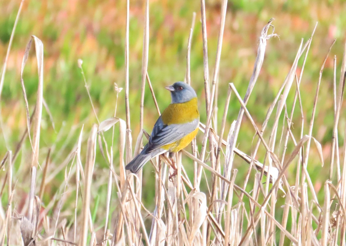 Gray-hooded Sierra Finch - ML638584403