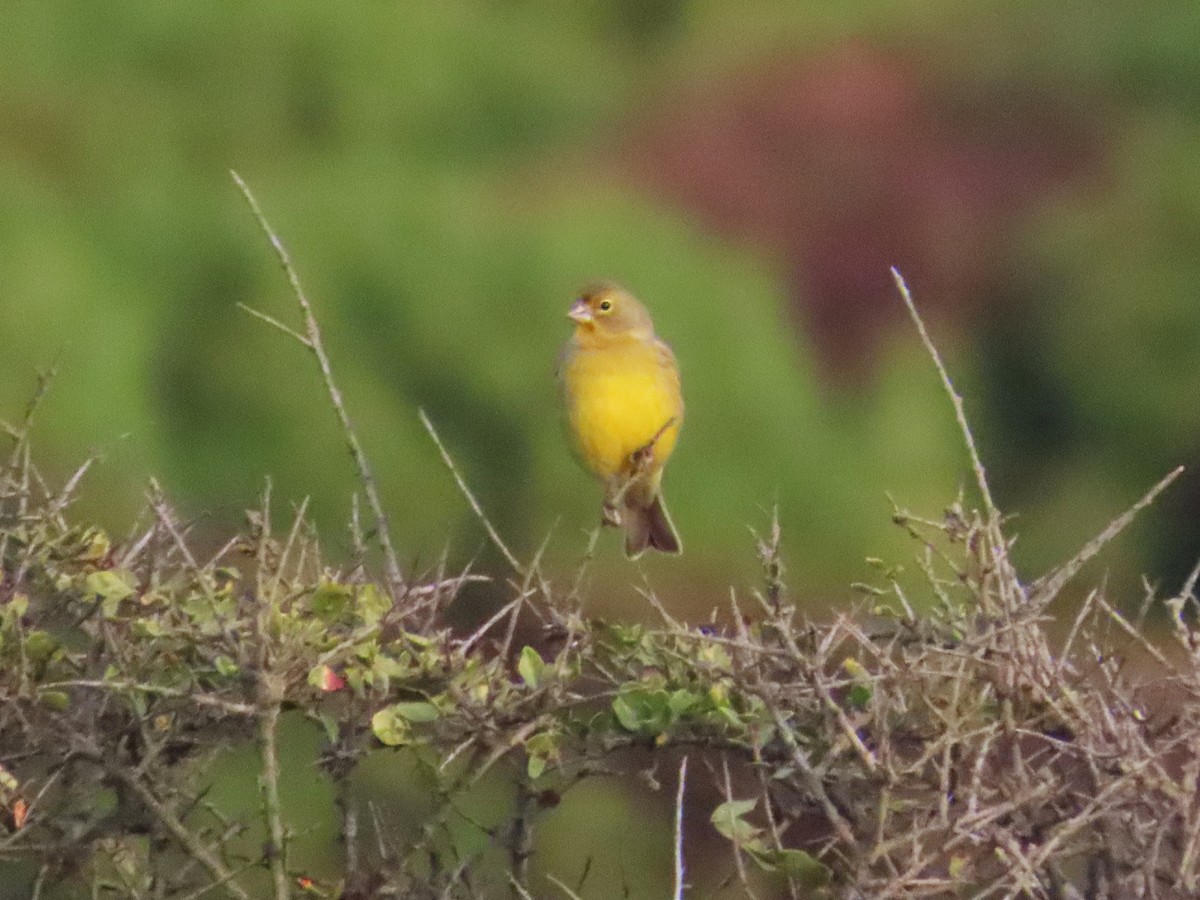 Grassland Yellow-Finch - ML638584406