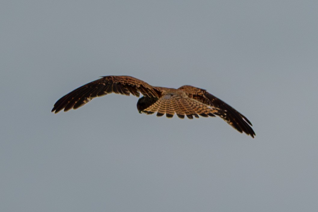 Eurasian Kestrel - ML638584407