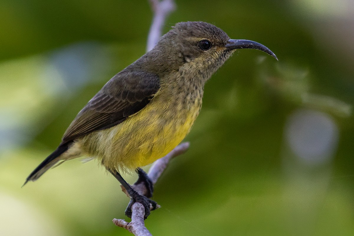 Souimanga Sunbird - ML638584409