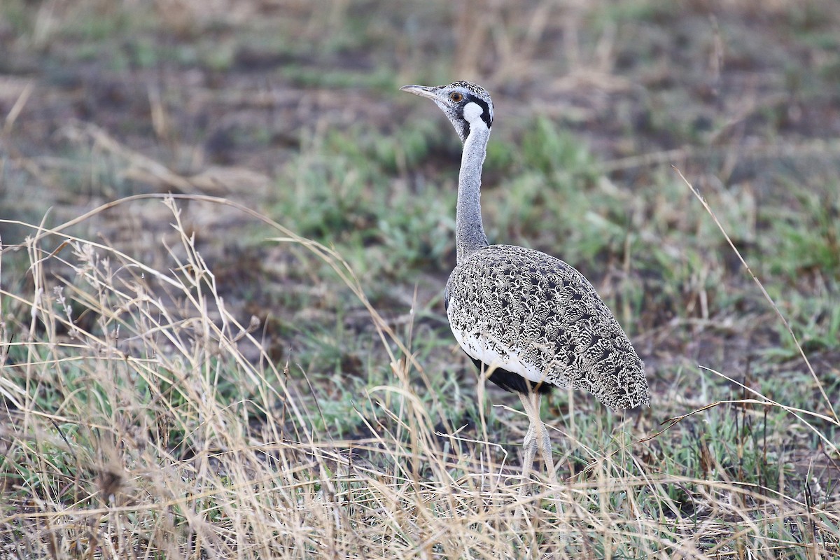 Hartlaub's Bustard - ML638584415