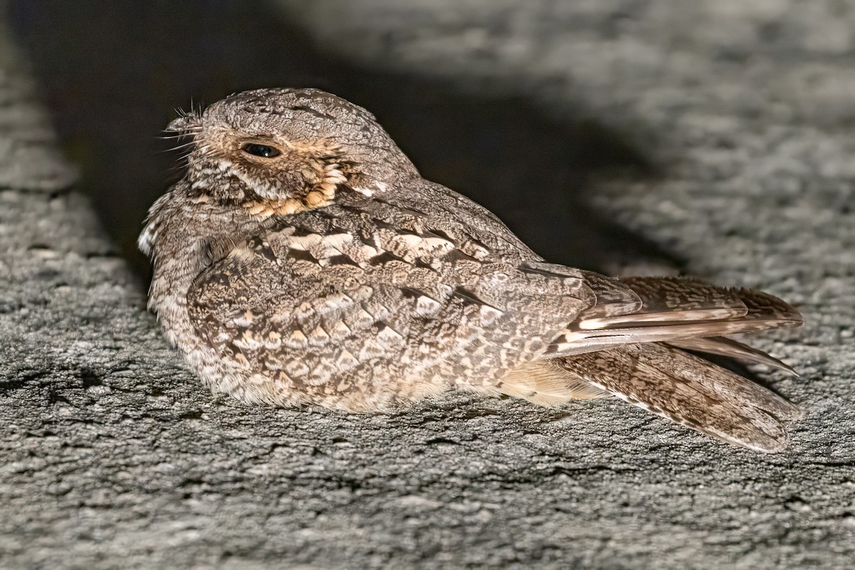 Madagascar Nightjar - ML638584421