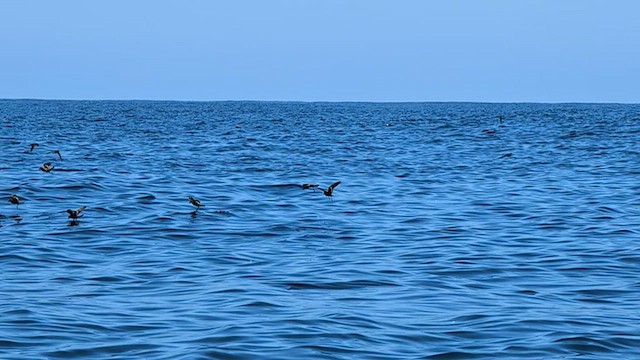 Black Storm-Petrel - ML638584441