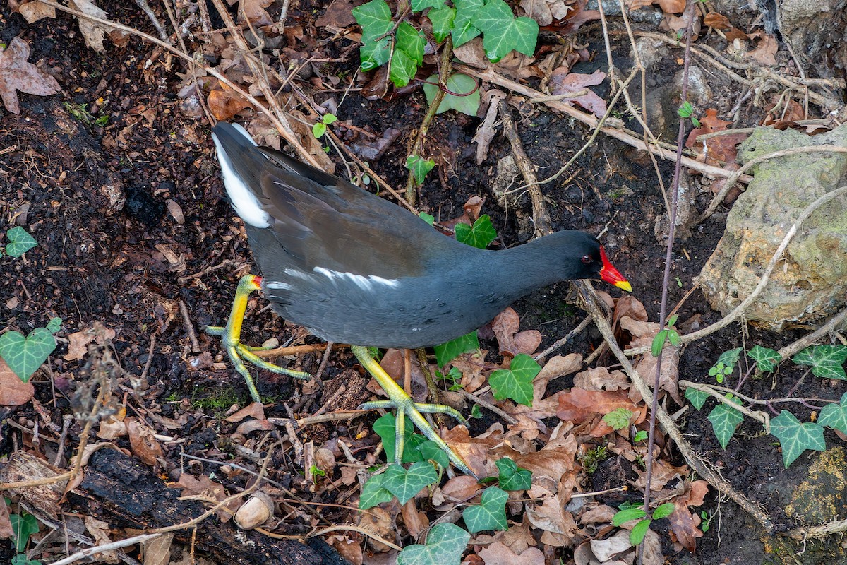Eurasian Moorhen - ML638584455