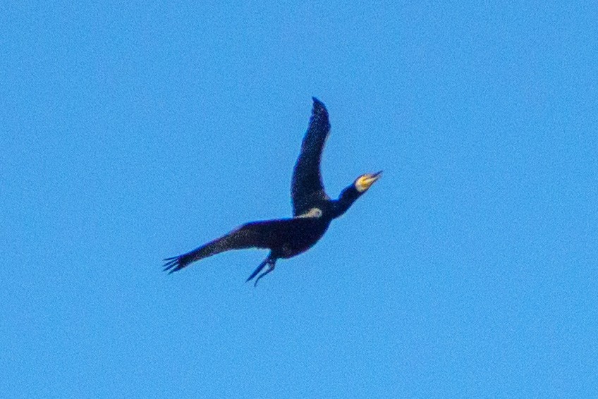 Great Cormorant - ML638584461