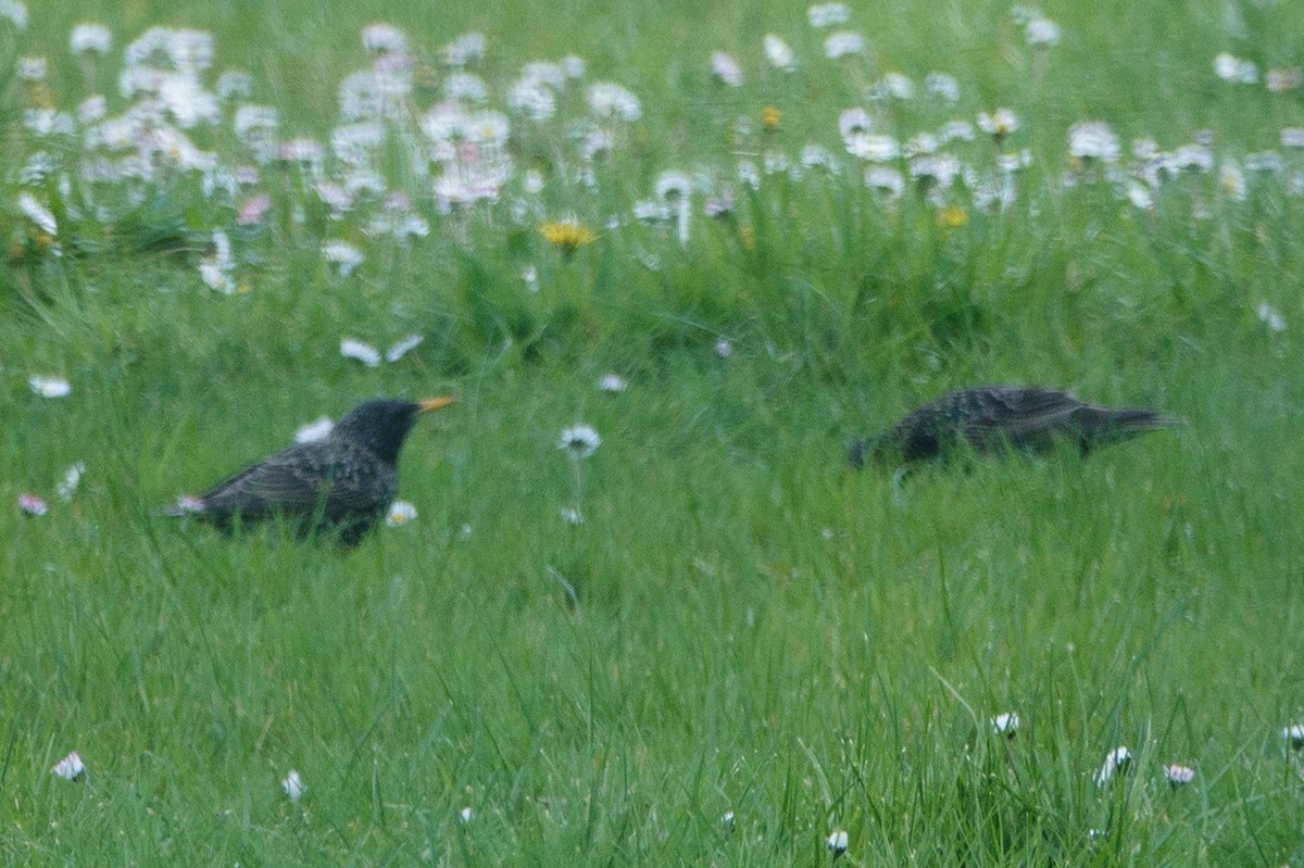 European Starling - ML638584471