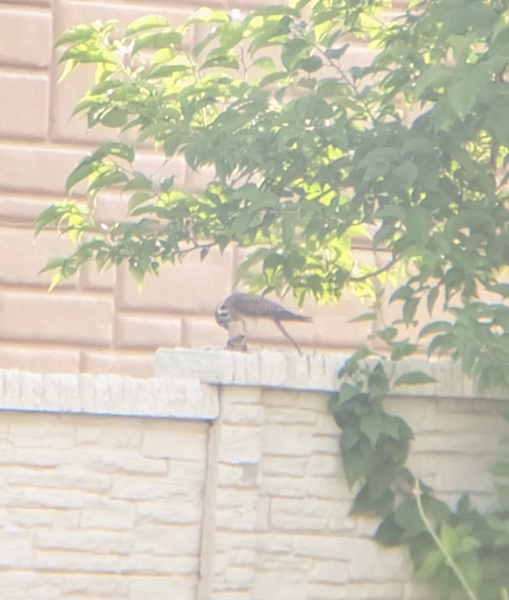 アメリカチョウゲンボウ - ML638584485