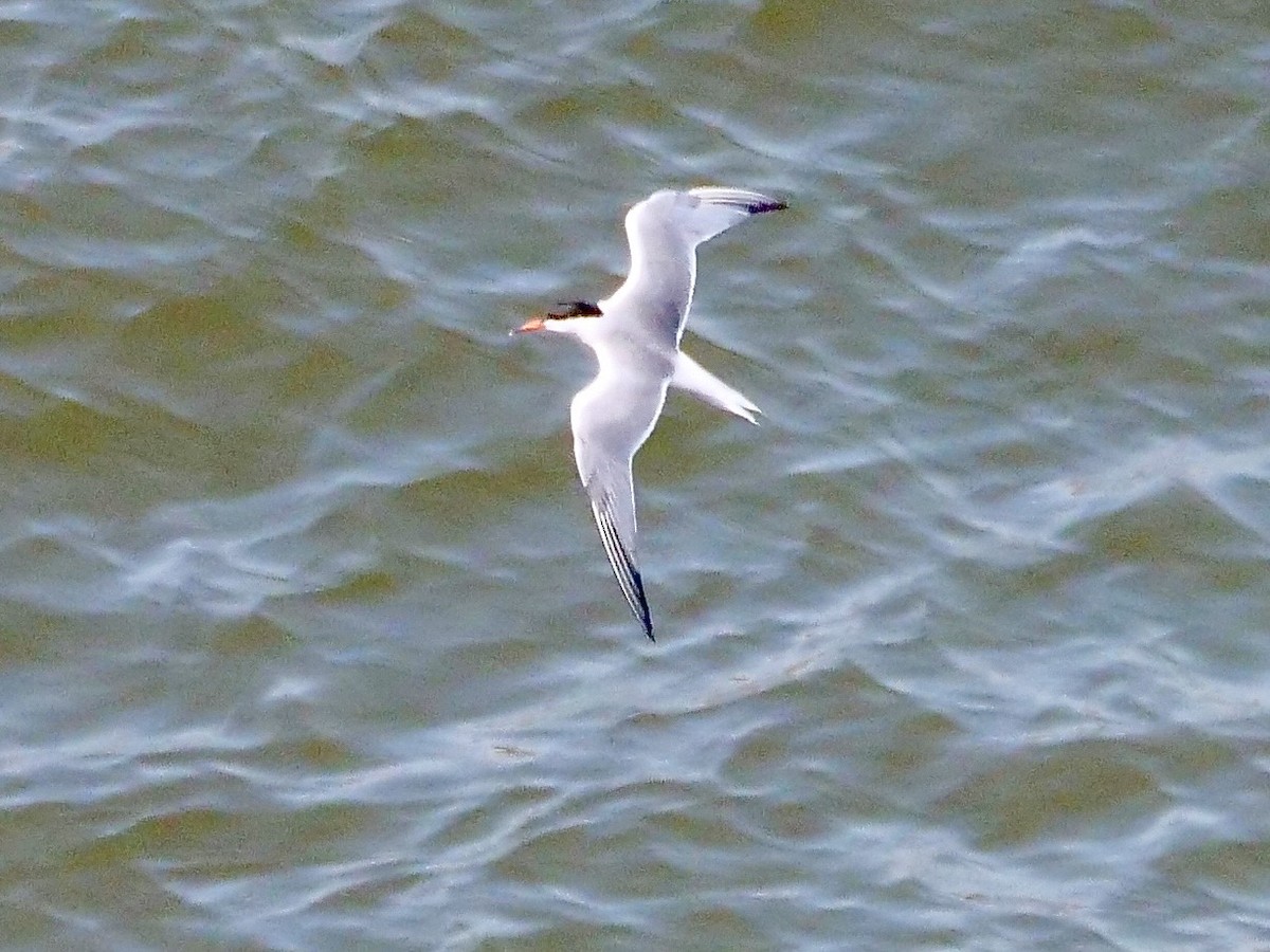 アジサシ - ML638584490