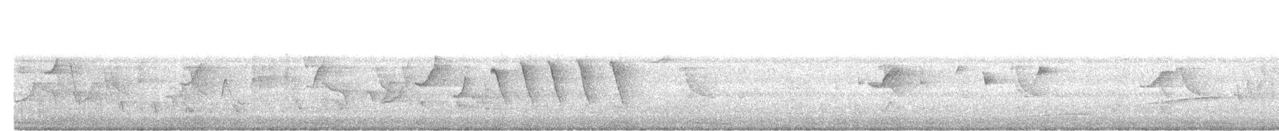 Malaysian Pied-Fantail - ML638584530