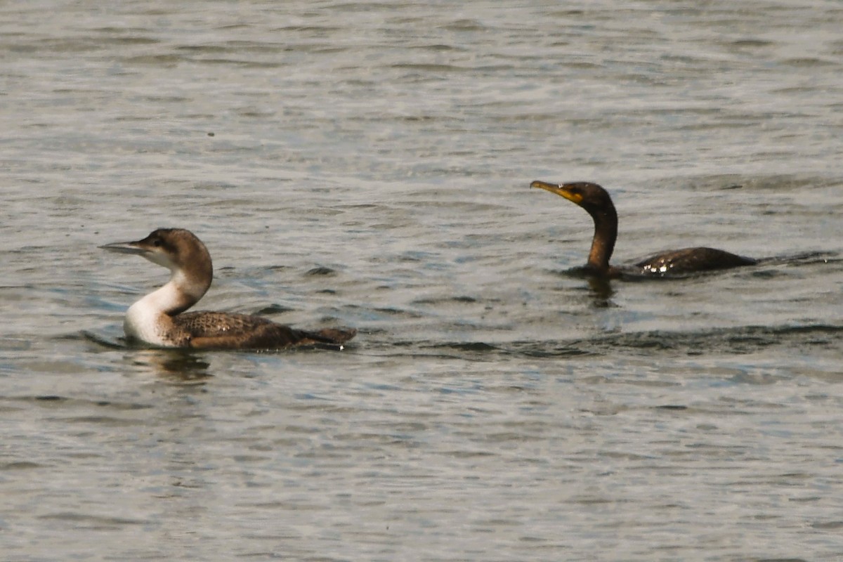 Double-crested Cormorant - ML638584536