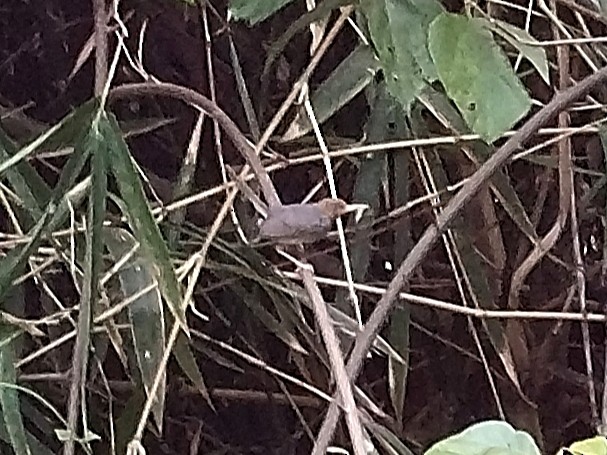 Ashy Tailorbird - ML638584543