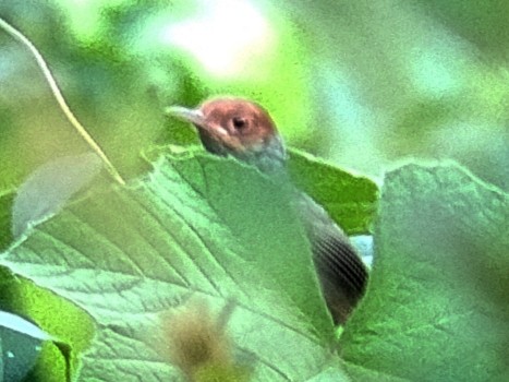 Ashy Tailorbird - ML638584544