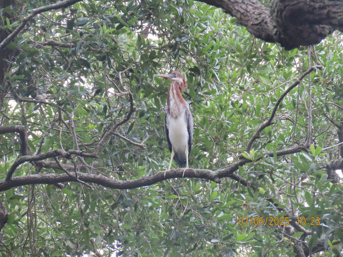 Tricolored Heron - ML638584546