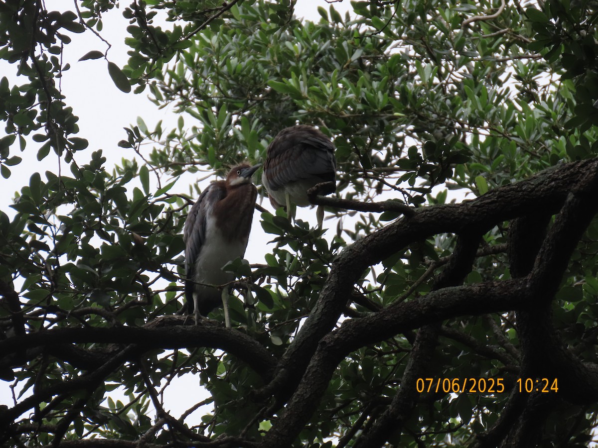 Tricolored Heron - ML638584549