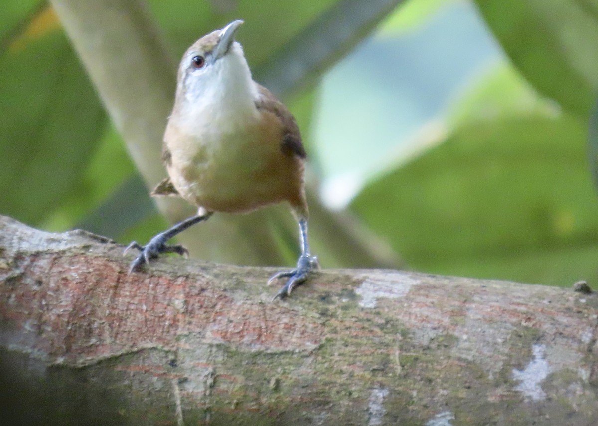 Buff-breasted Wren - ML638584552