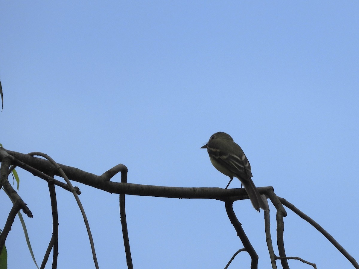 Acadian Flycatcher - ML638584555