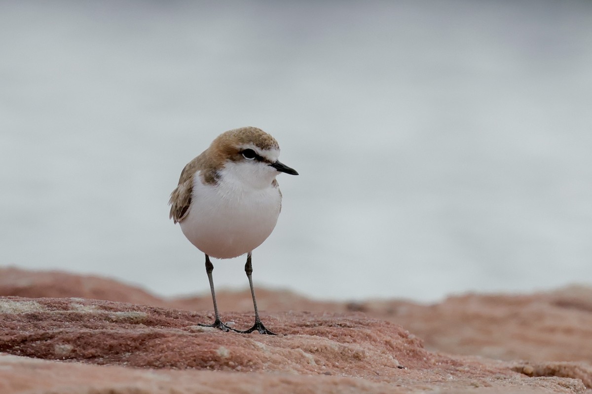 Red-capped Plover - ML638584557