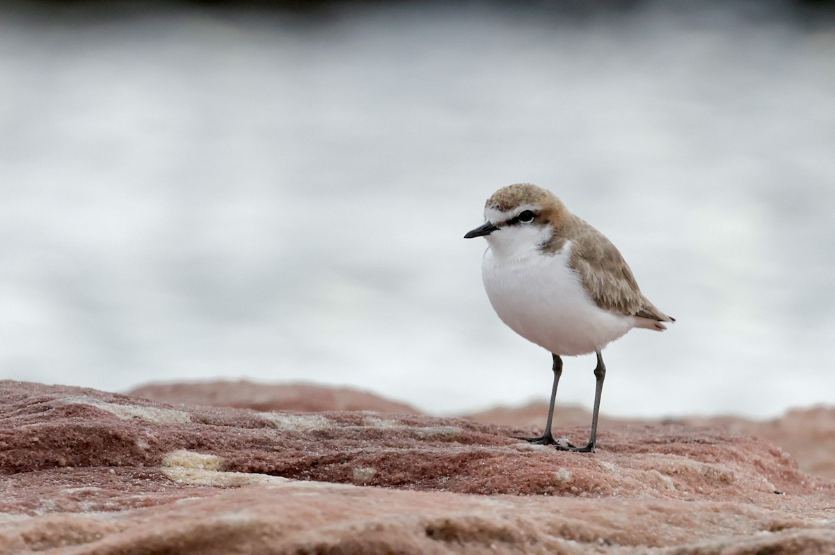 Red-capped Plover - ML638584558