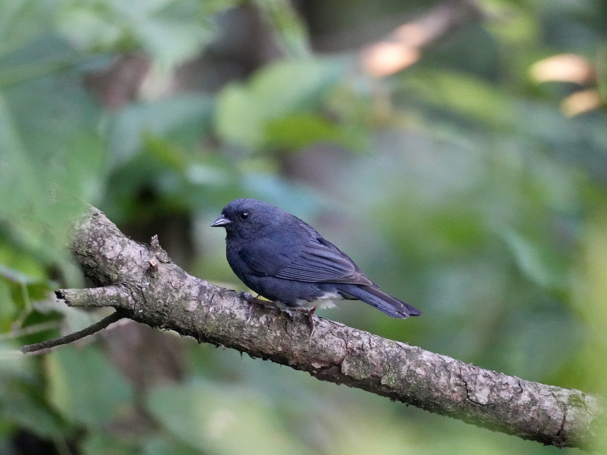Slaty Bunting - ML638584559
