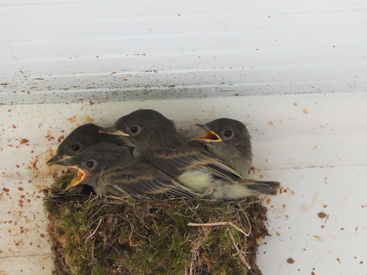 Eastern Phoebe - ML638584560