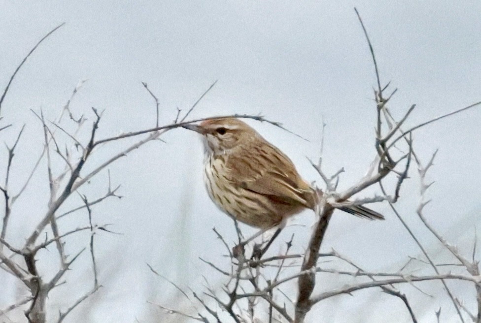 Western Fieldwren - ML638584561