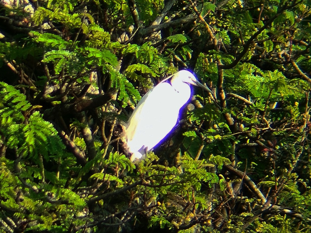 Little Egret - ML638584562