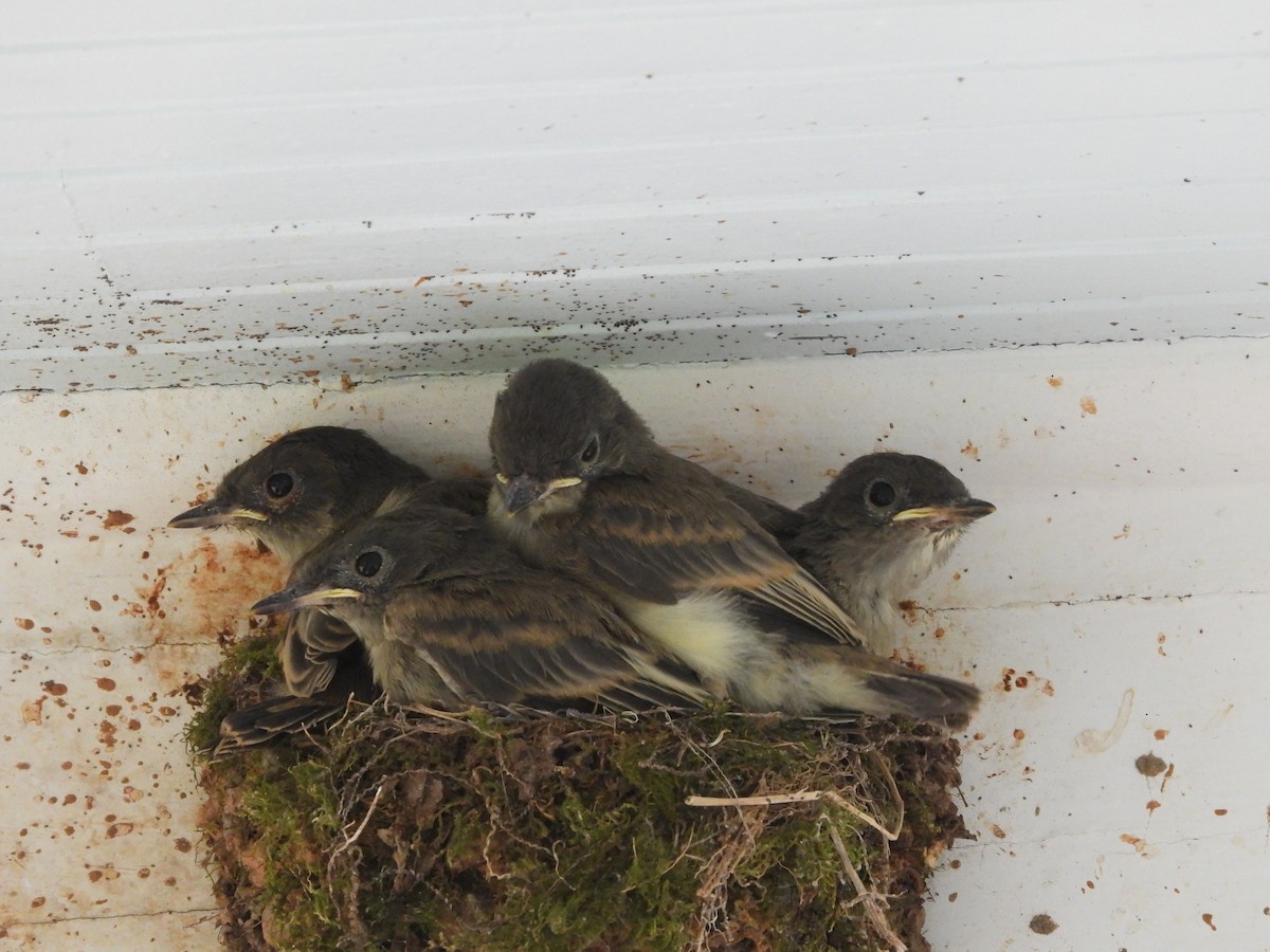 Eastern Phoebe - ML638584563