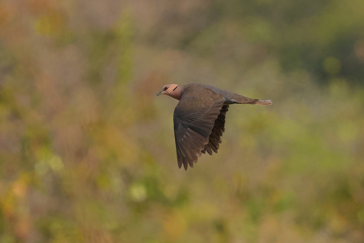 Red-eyed Dove - ML638584564