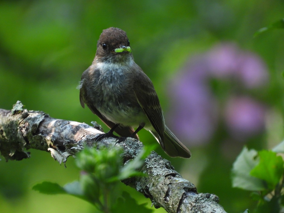 Eastern Phoebe - ML638584566