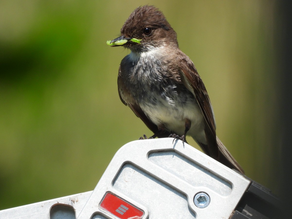 Eastern Phoebe - ML638584567