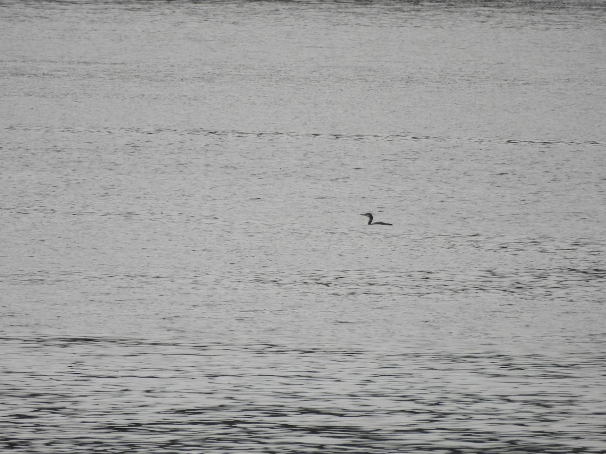 Common Loon - ML638584568