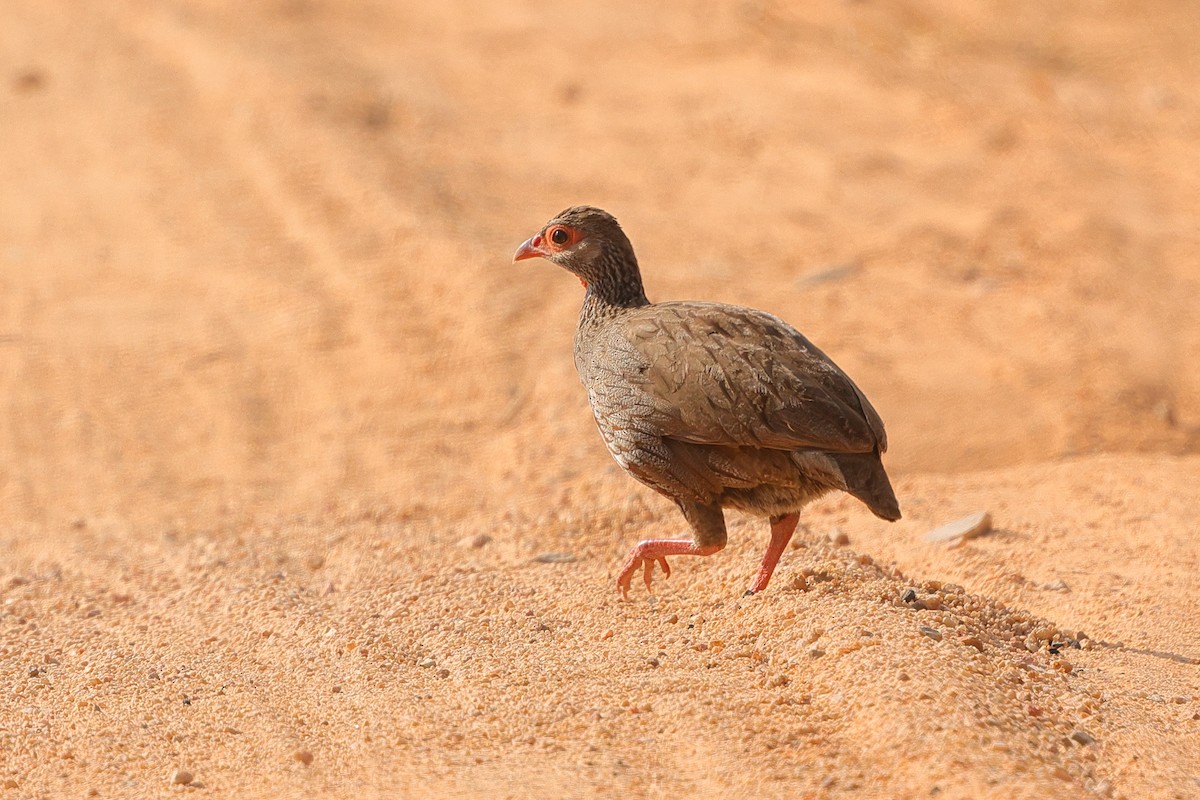 Red-necked Spurfowl - ML638584569