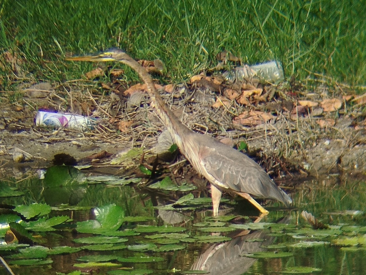 Purple Heron - ML638584570